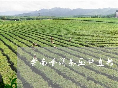 云南普洱茶压饼直播/2023120506057