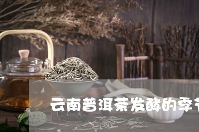 云南普洱茶发酵的季节/2023080125252