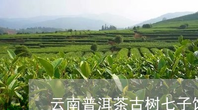 云南普洱茶古树七子饼/2023061693936