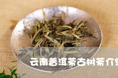 云南普洱茶古树茶介绍/2023120696946