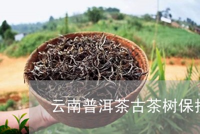 云南普洱茶古茶树保护/2023080176160