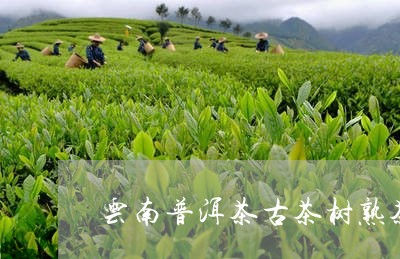 云南普洱茶古茶树熟茶/2023100865046