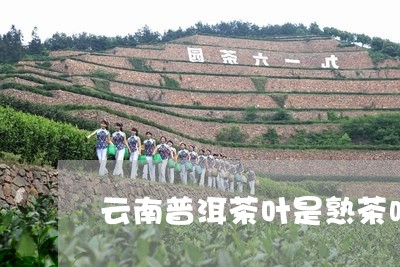 云南普洱茶叶是熟茶吗/2023073116169