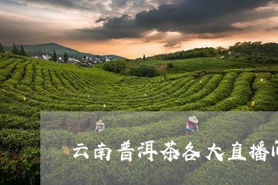 云南普洱茶各大直播间对比/2023112557474