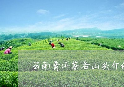 云南普洱茶各山头介绍/2023100642814