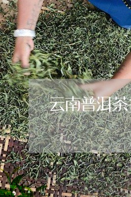 云南普洱茶各茶区产量/2023100727482