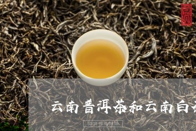 云南普洱茶和云南白茶/2023101702726