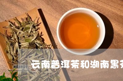 云南普洱茶和湖南黑茶/2023062836482