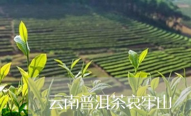 云南普洱茶哀牢山/2023101625250