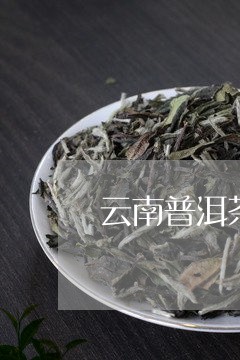 云南普洱茶品牌店橱窗/2023080210504