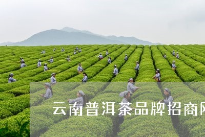 云南普洱茶品牌招商网红/2023050612706