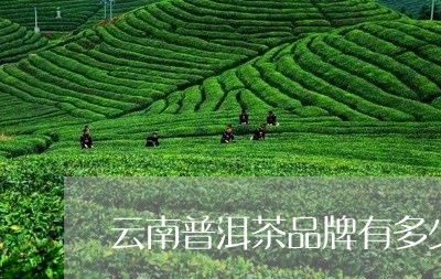 云南普洱茶品牌有多少/2023100614047