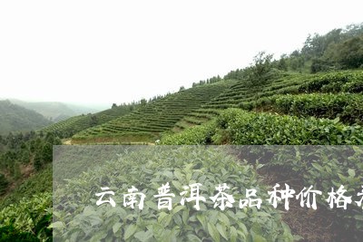 云南普洱茶品种价格表/2023092912816