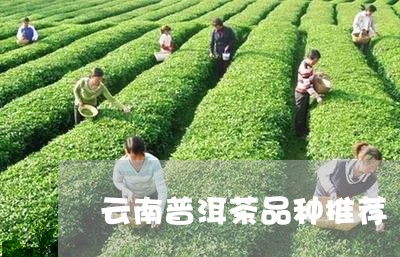 云南普洱茶品种推荐/2023120538572