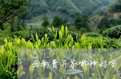 云南普洱茶哪种好喝/2023070984027