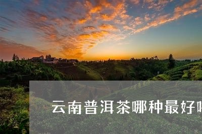 云南普洱茶哪种最好喝/2023080228050