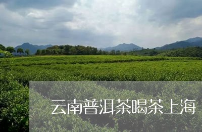 云南普洱茶喝茶上海/2023082848258