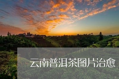 云南普洱茶图片治愈/2023070884137