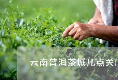 云南普洱茶城几点关门/2023100724945