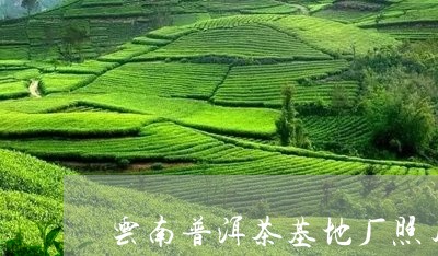 云南普洱茶基地厂照片/2023100689482