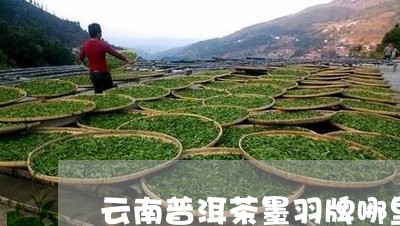 云南普洱茶墨羽牌哪里有卖的/2023082637138