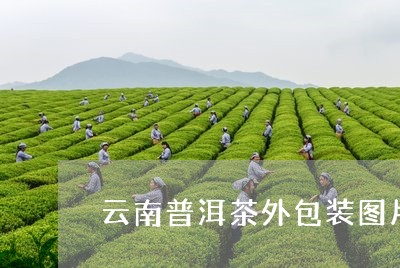 云南普洱茶外包装图片/2023062142928