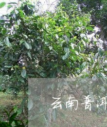 云南普洱茶大卢山茶叶/2023062215060