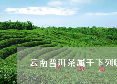 云南普洱茶属于下列哪种茶类/2023110540582