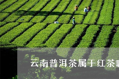 云南普洱茶属于红茶嘛/2023100801582