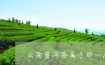 云南普洱茶属于那一系/2023062026269