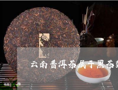 云南普洱茶属于黑茶类/2023100821693