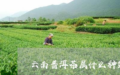 云南普洱茶属什么种类/2023100560504