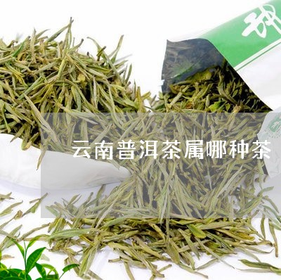 云南普洱茶属哪种茶/2023070959392