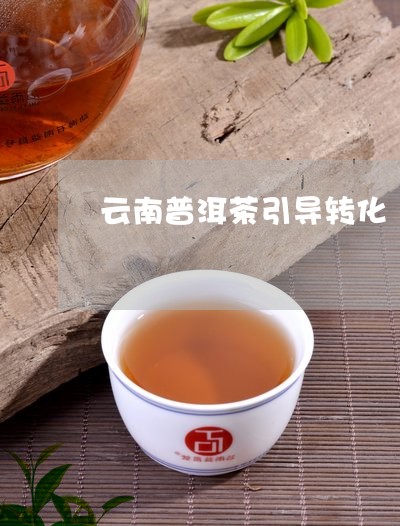 云南普洱茶引导转化/2023082805036