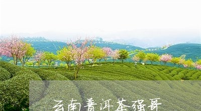 云南普洱茶强哥/2023120347269