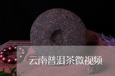 云南普洱茶微视频/2023120402839