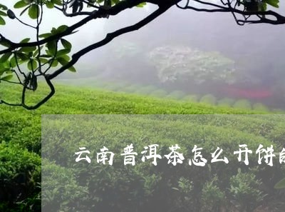 云南普洱茶怎么开饼的/2023082732604