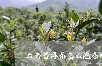 云南普洱茶怎么泡茶喝/2023080148384