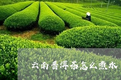 云南普洱茶怎么煮水/2023071061605