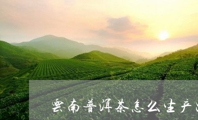 云南普洱茶怎么生产出来的/2023112468359