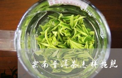 云南普洱茶怎样施肥/2023120579592