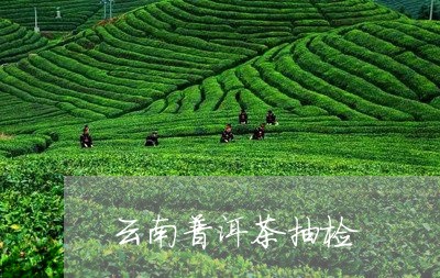 云南普洱茶抽检/2023120303138