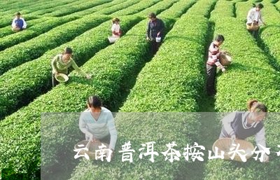 云南普洱茶按山头分布/2023080253824