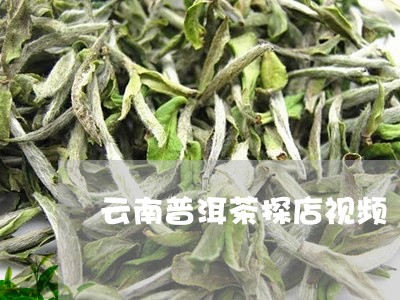 云南普洱茶探店视频/2023120534747