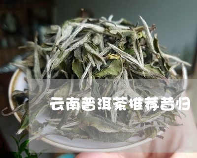 云南普洱茶推荐昔归/2023110525970