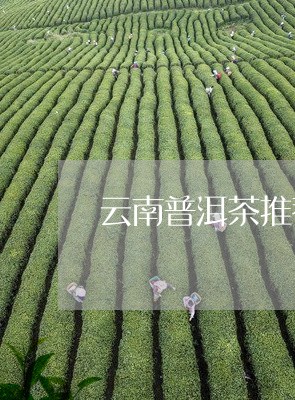 云南普洱茶推荐送礼吗/2023082842827