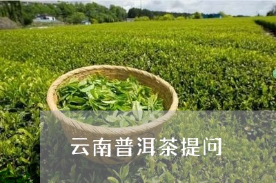 云南普洱茶提问/2023082847251