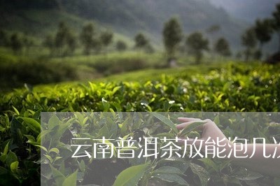 云南普洱茶放能泡几次/2023062354968