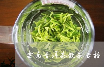 云南普洱茶散茶专拍/2023081694935