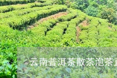 云南普洱茶散茶泡茶直播/2023110199572